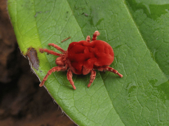 Clover Mites | BugBoys.co