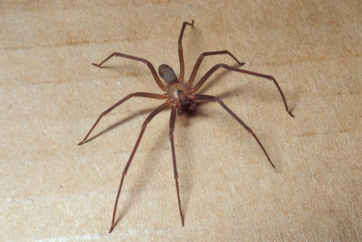 Brown recluse | BugBoys.co