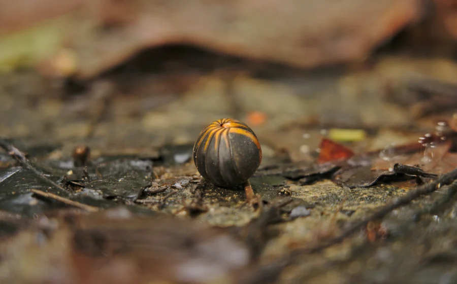 Pillbug AKA Rollie Pollie