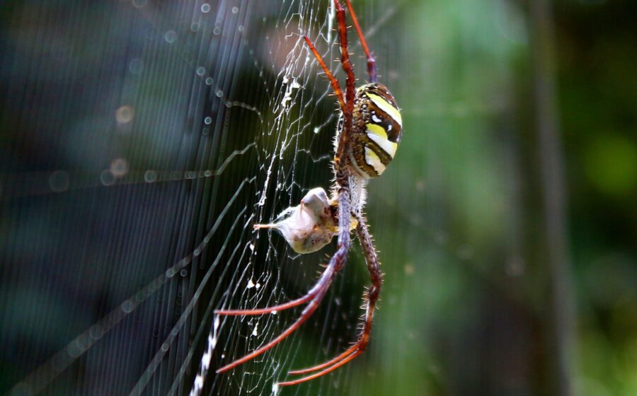 Spiders in Kansas City | BugBoys.co