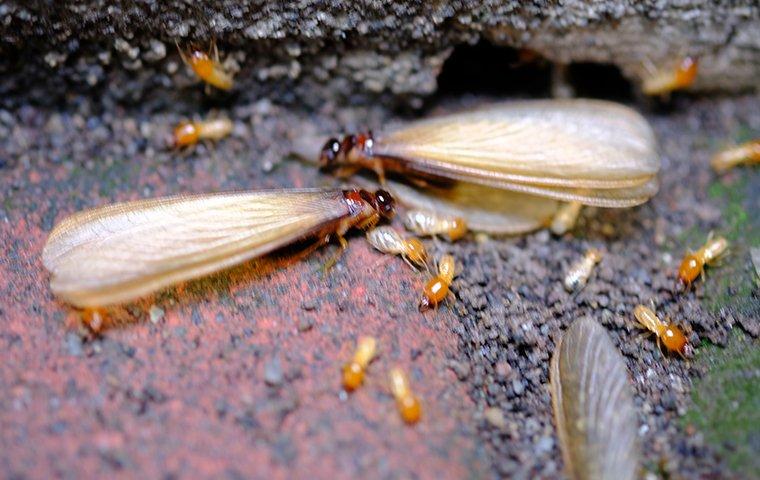 Termite Swarmers | BugBoys.co